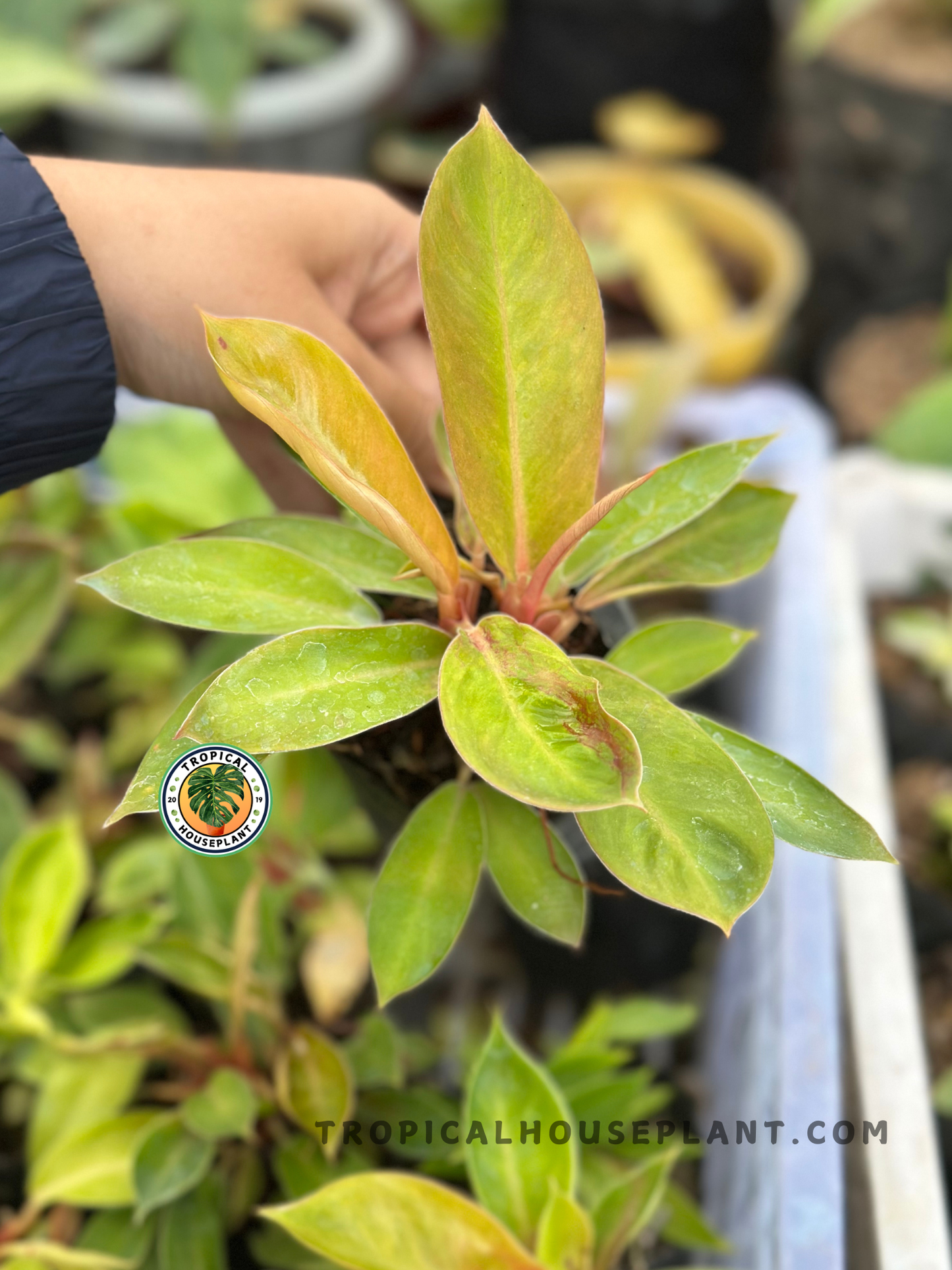 Young Philodendron Red Cherry x Florida Beauty showcasing vibrant cherry-red emerging leaves, green mature foliage, and a compact upright growth habit.