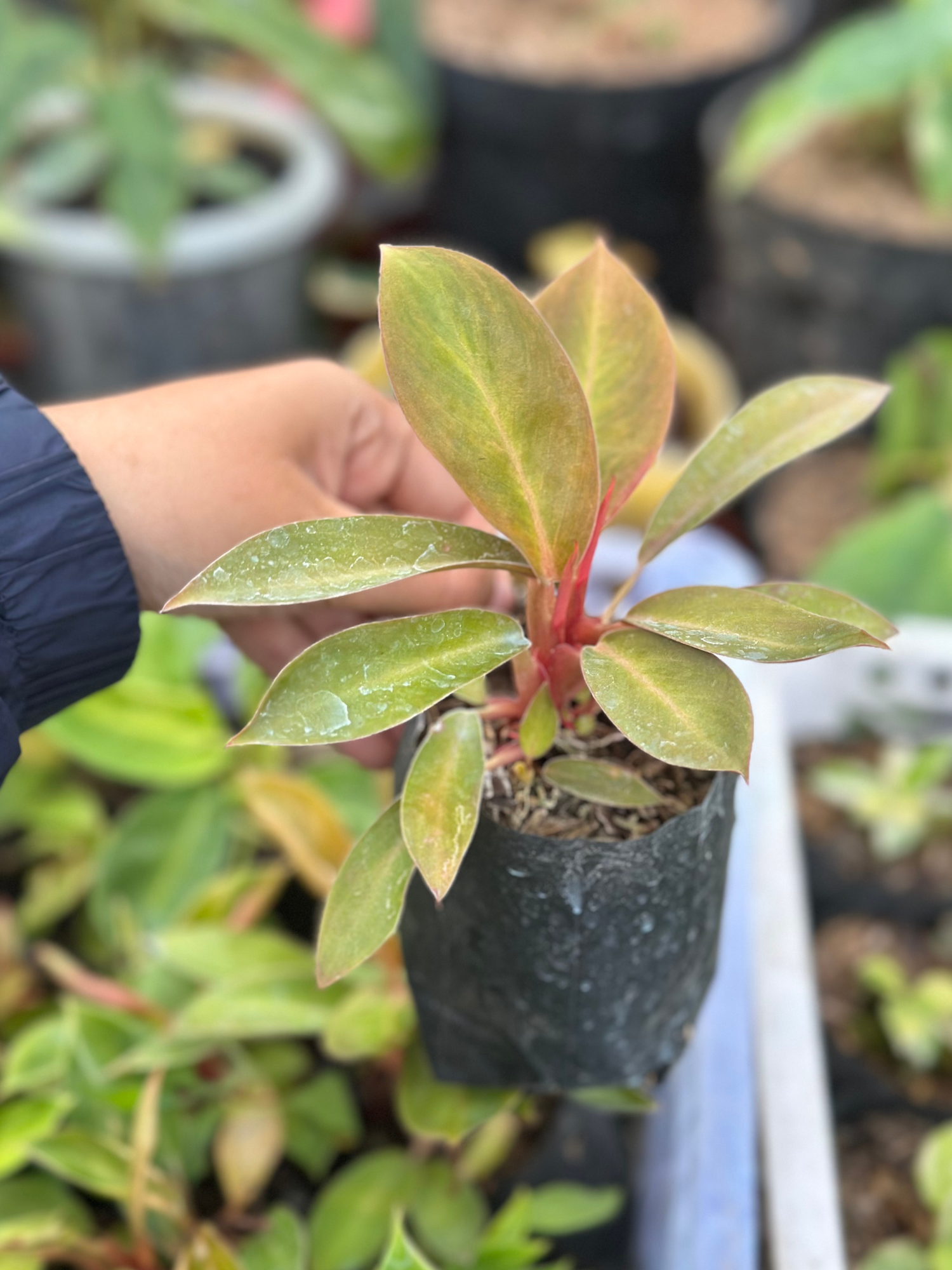 Healthy Philodendron Red Cherry x Florida Beauty featuring colorful bronze-red new growth with glossy green leaves, ideal for indoor tropical plant collections.