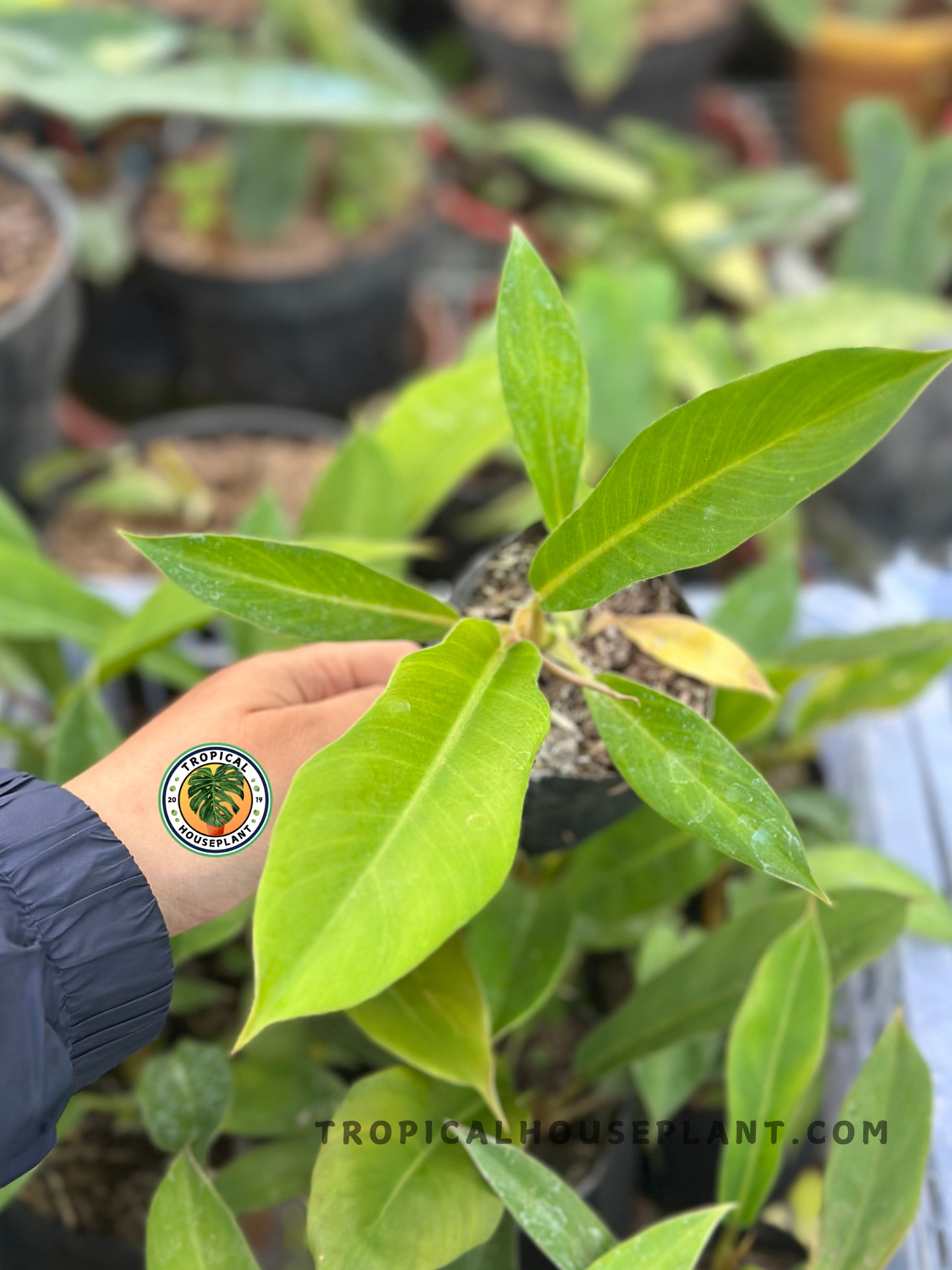 Young Philodendron Red Cherry x Tortum displaying narrow lance-shaped foliage with fresh lime green leaves and healthy upright growth.