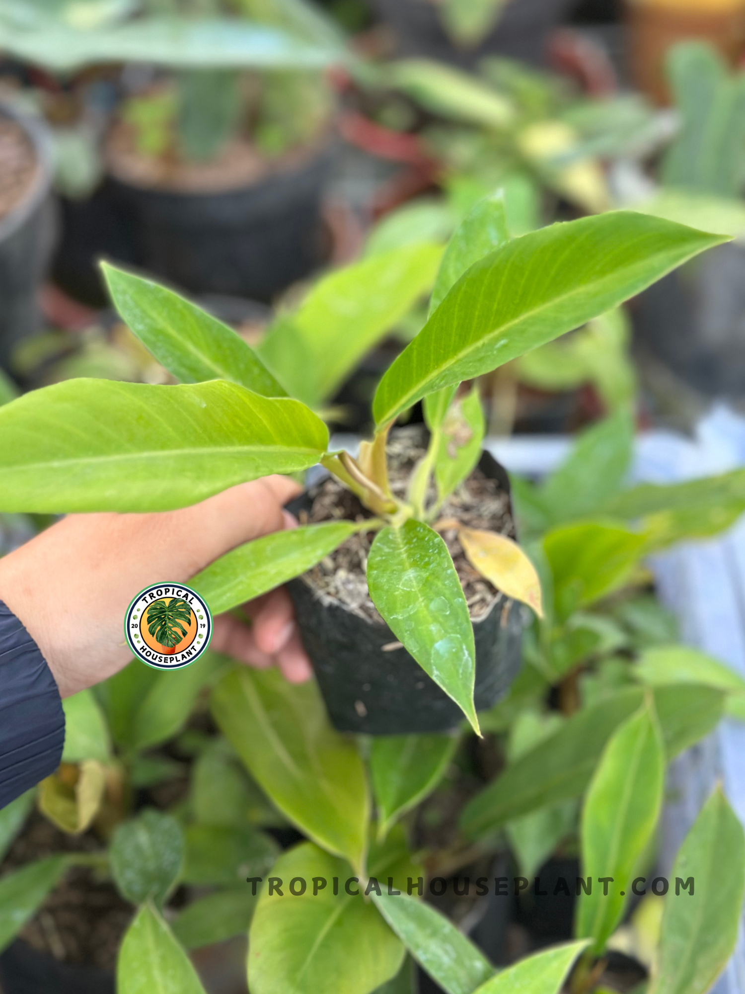 Healthy Philodendron Red Cherry x Tortum showcasing elegant elongated leaves, vibrant green foliage, and colorful new growth, ideal for indoor tropical plant collections.
