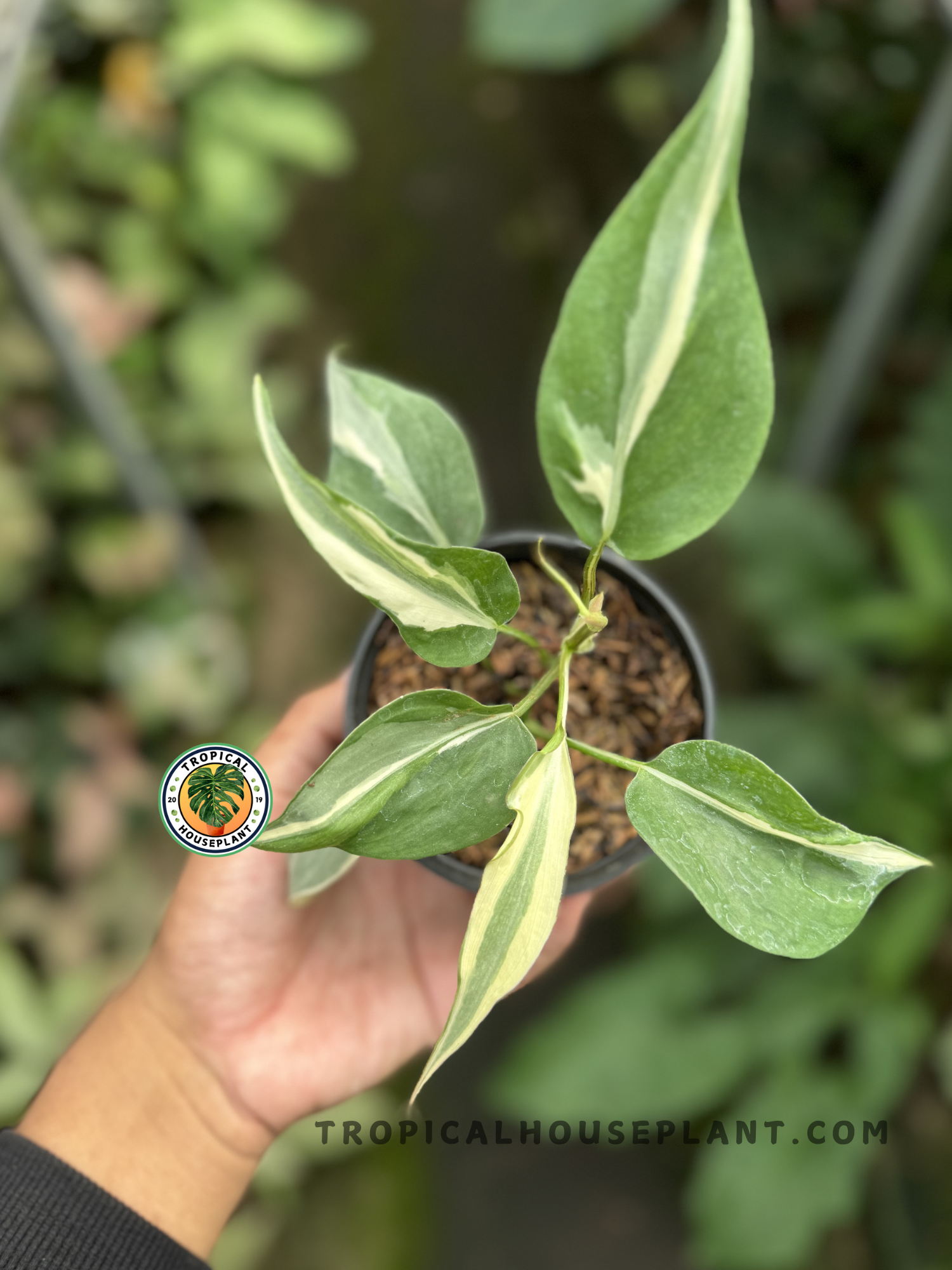 Philodendron Rio showcasing heart-shaped leaves with white and green variegation.