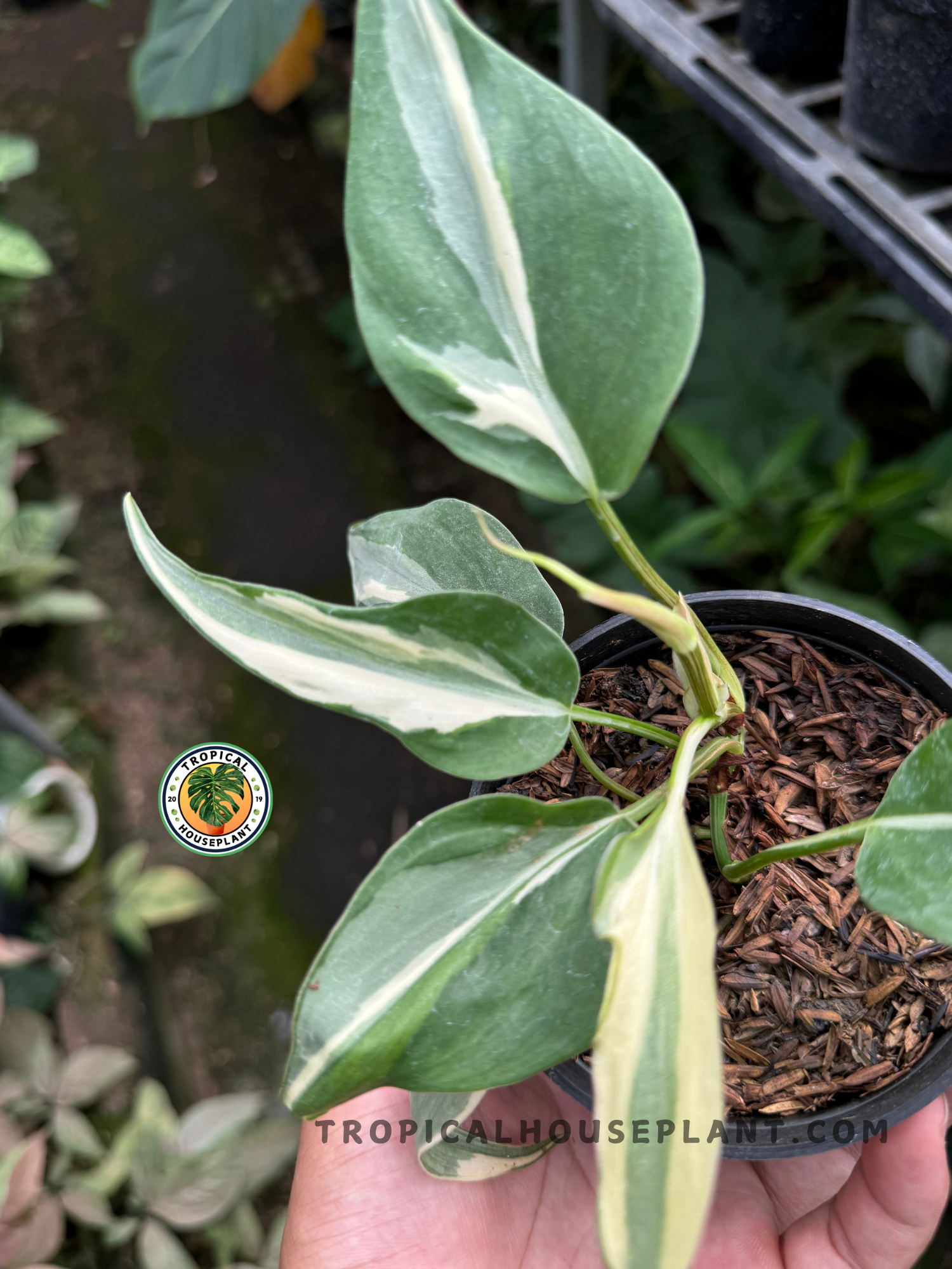 Full view of Philodendron Rio plant highlighting its vibrant variegated foliage.