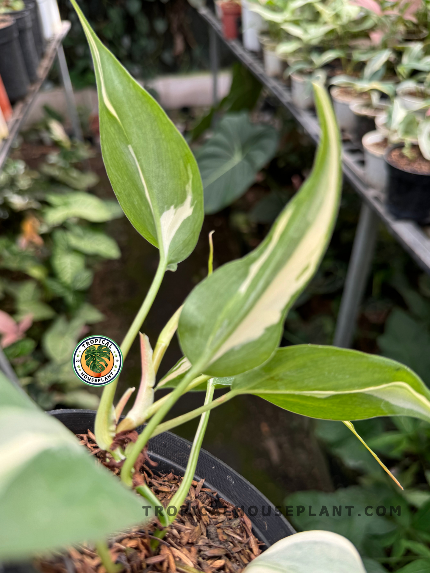 Healthy Philodendron Rio with beautiful white and green leaf patterns.