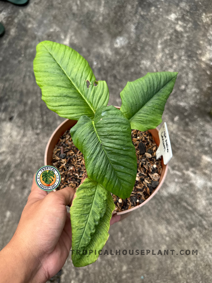 Potted Philodendron Rugapetiolatum with three elongated, rippled leaves displayed on a hand.