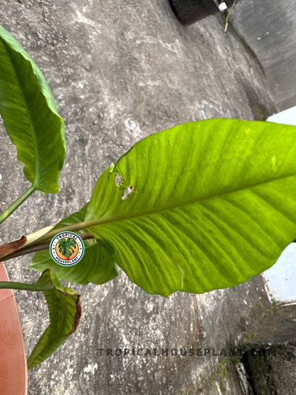 Side view of Philodendron Rugapetiolatum with its broad leaf glowing under light.