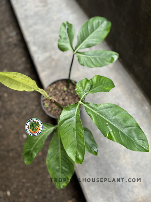 Top view of Philodendron Sanctamartinense plant in pot, showcasing large, smooth leaves with midrib detail and soft natural lighting.