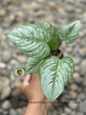 Philodendron Sodiroi Variegated plant in a minimalist pot, showcasing its heart-shaped leaves with striking yellow variegation and green borders.