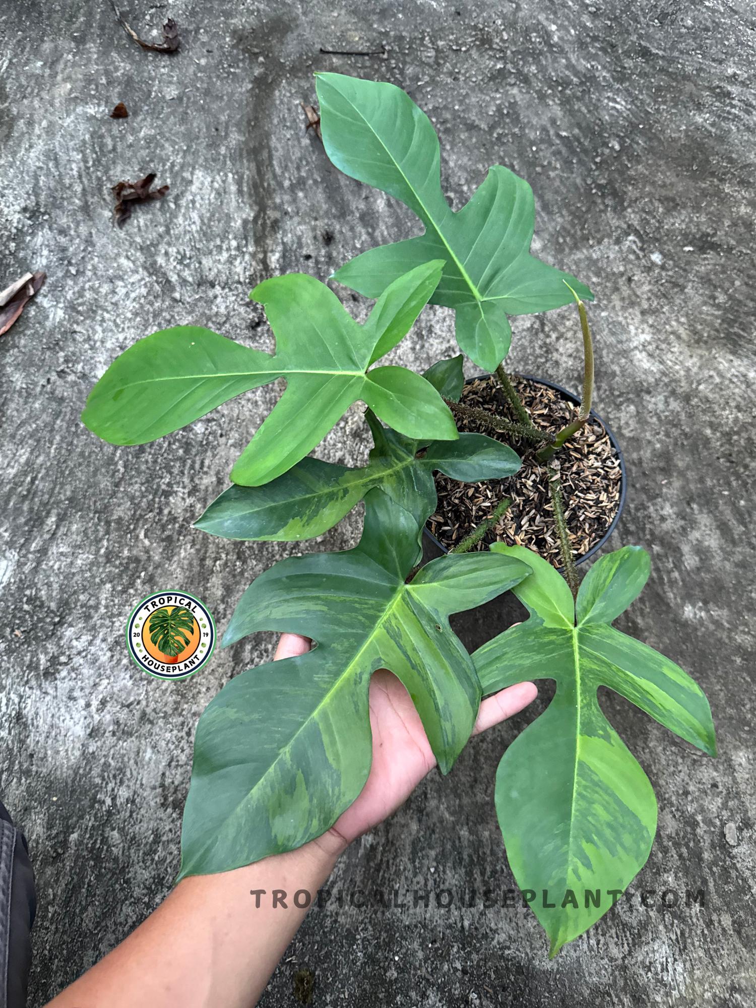 Overhead view of Philodendron Squamiferum Variegated in a pot with multi-lobed leaves and natural color variation.