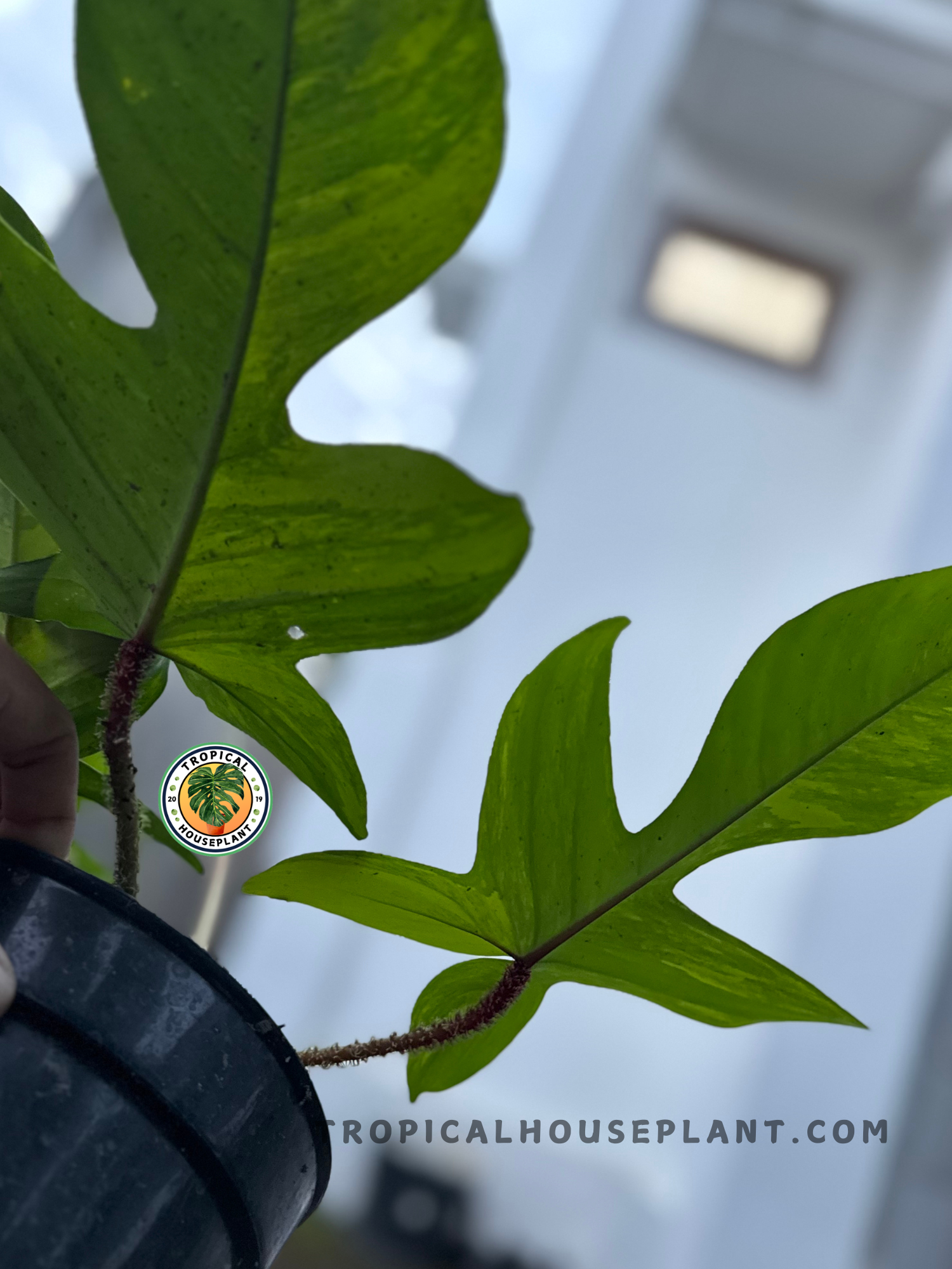 philodendron squamiferum mature Philodendron Squamiferum Variegated – Tropical Houseplant
