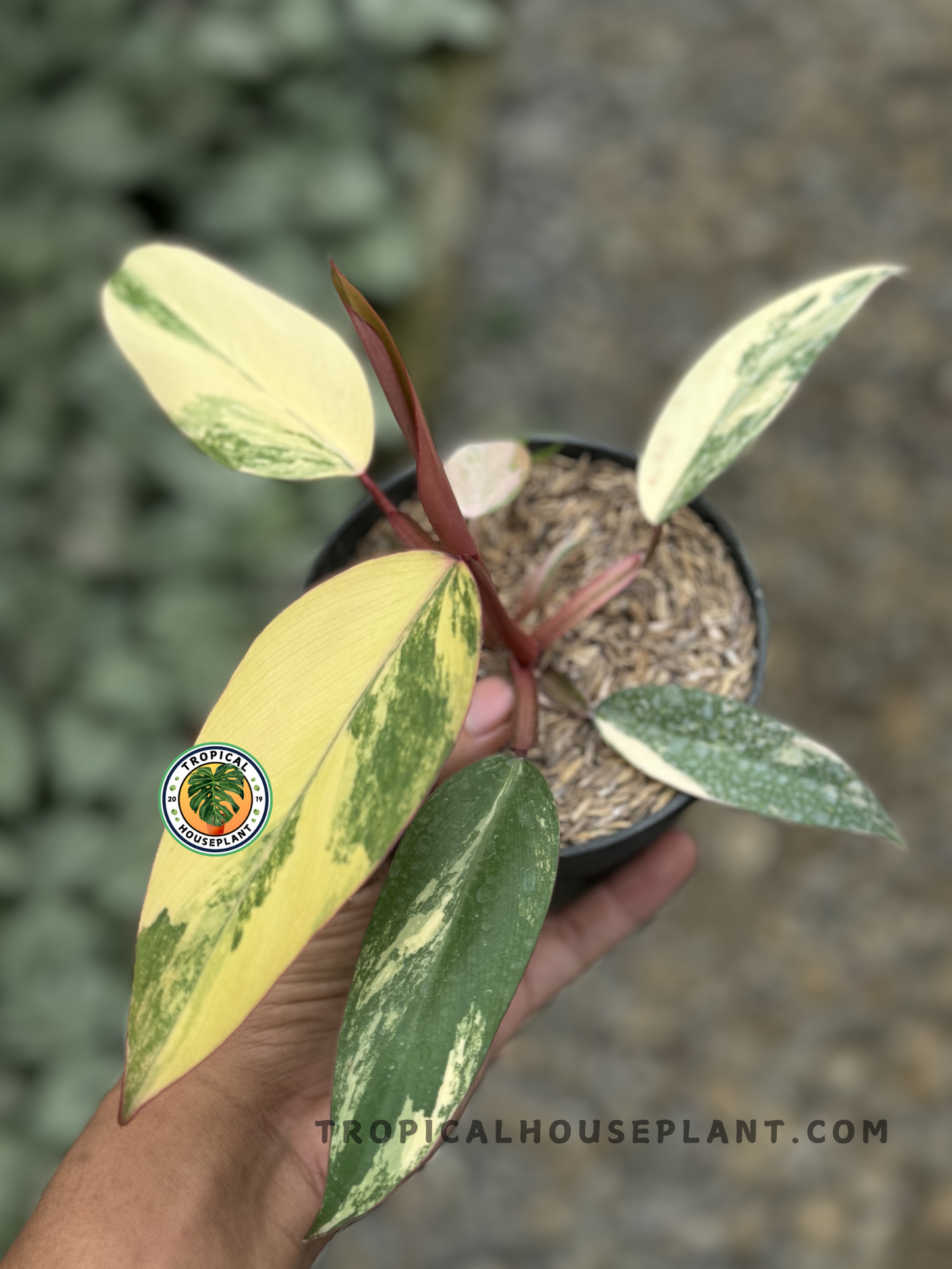 Philodendron Strawberry Shake with yellow and green variegated leaves.