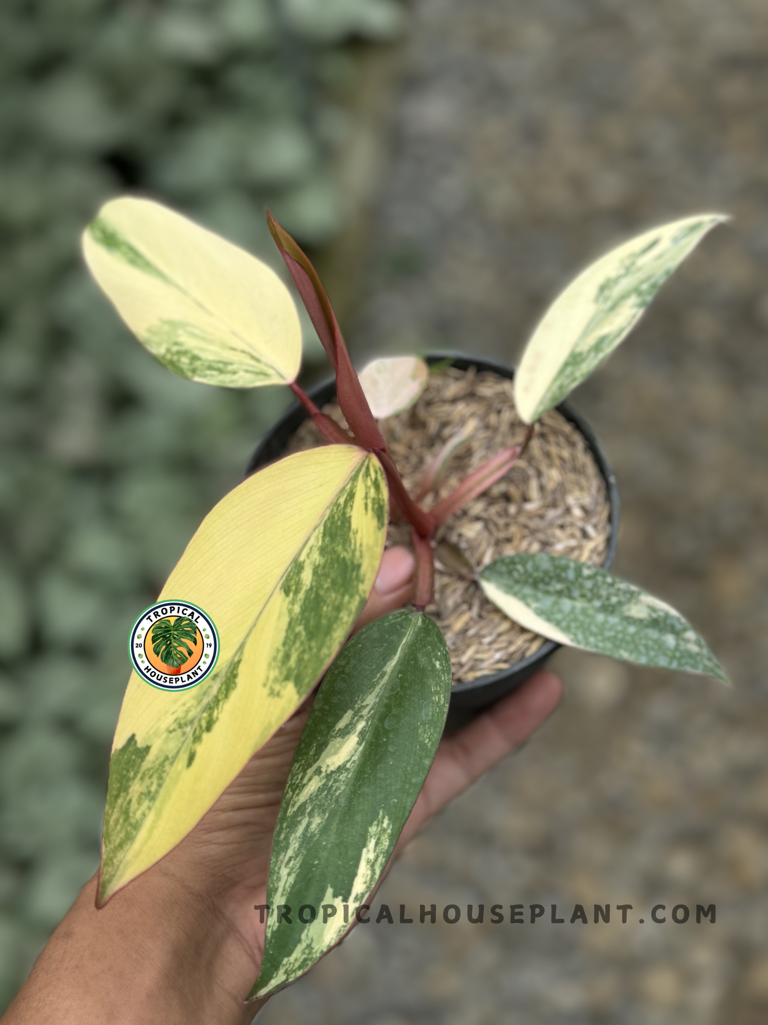 echinodorus aquarium plants Amazon Sword