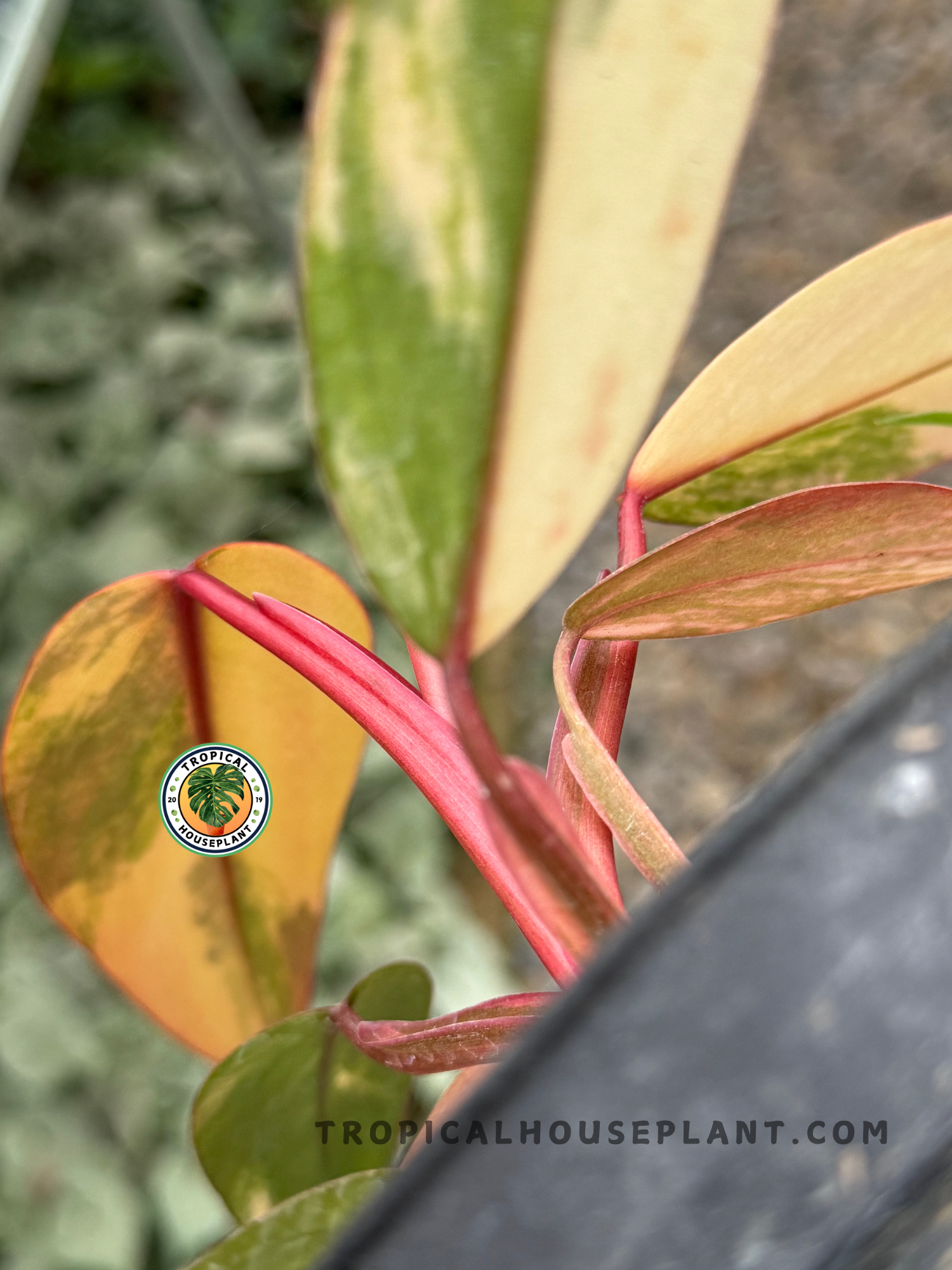 strawberry philodendron Philodendron Strawberry Shake – Tropical Houseplant
