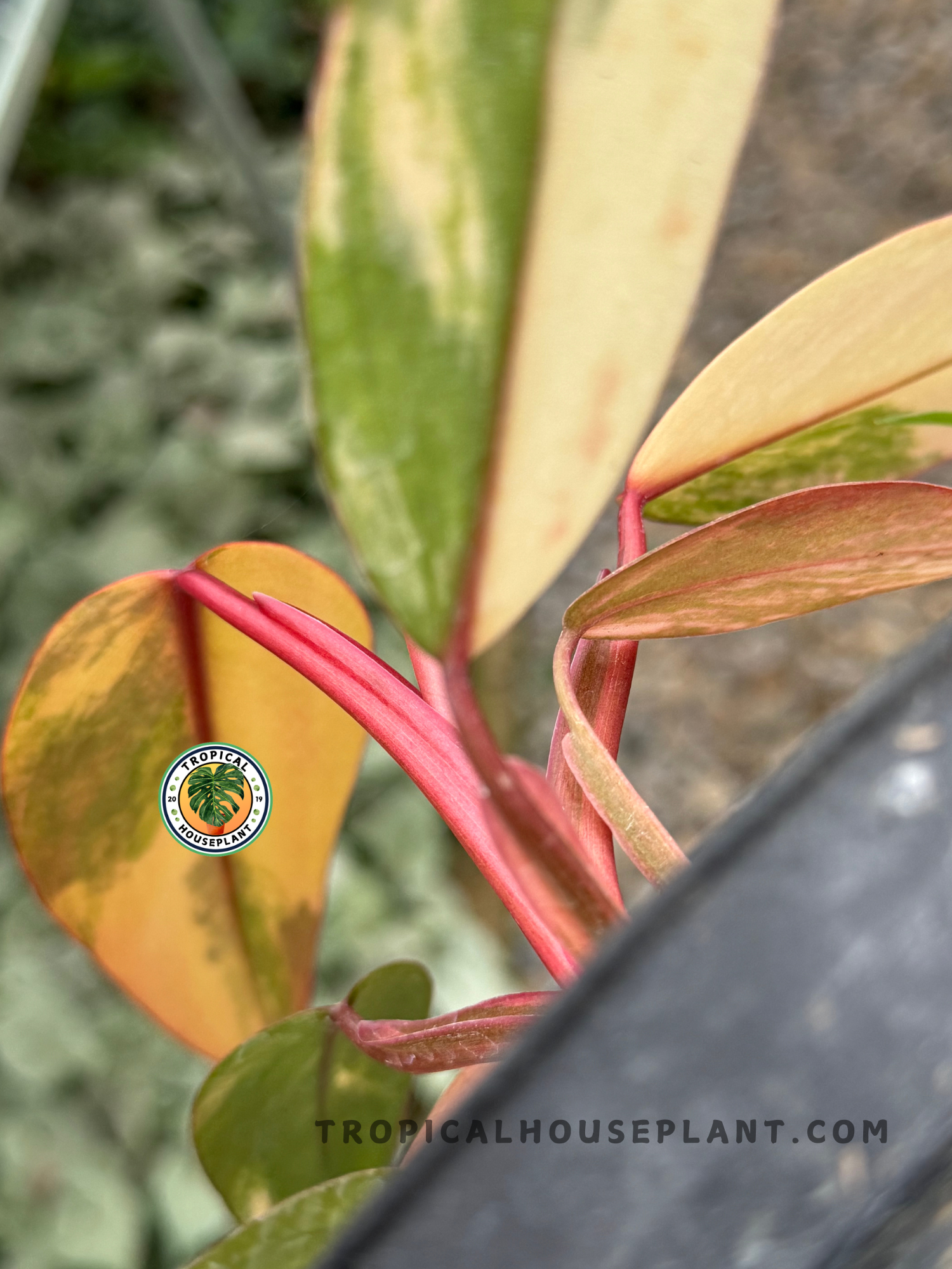 Philodendron Strawberry Shake plant ready for indoor decor with striking variegated leaves.