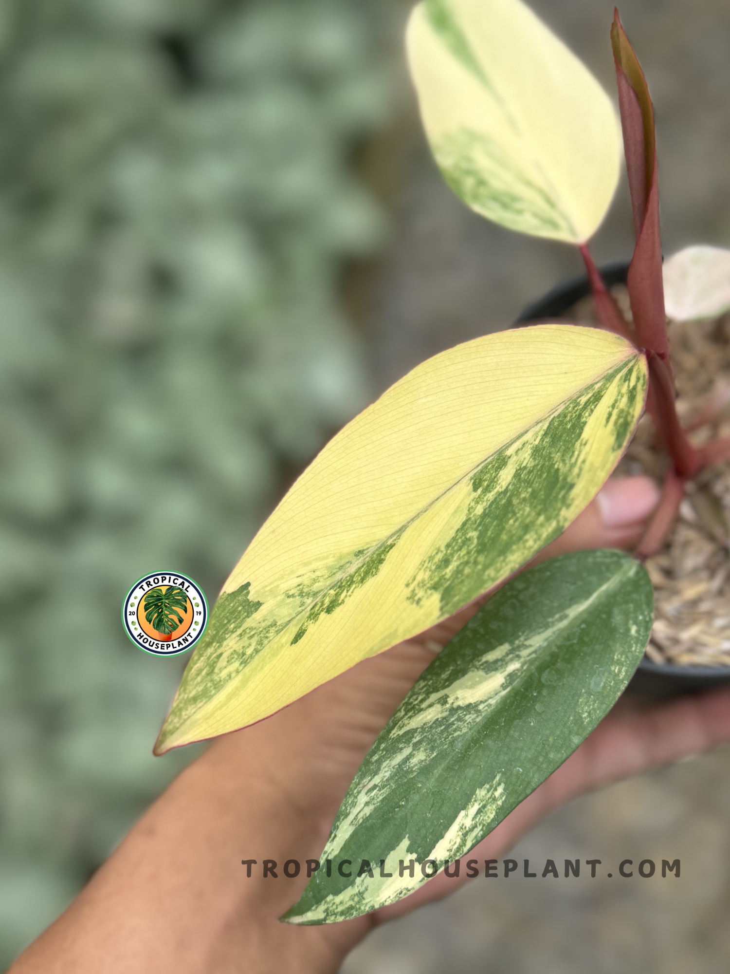 strawberry shake philodendron Philodendron Strawberry Shake – Tropical Houseplant