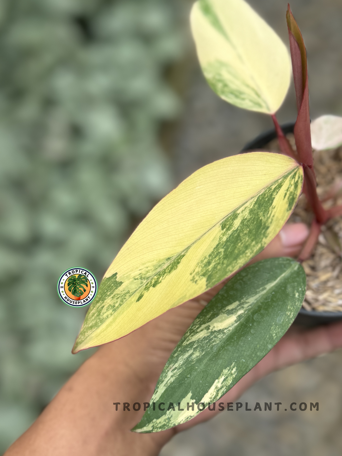 Close-up of Philodendron Strawberry Shake showcasing its vibrant variegated foliage.