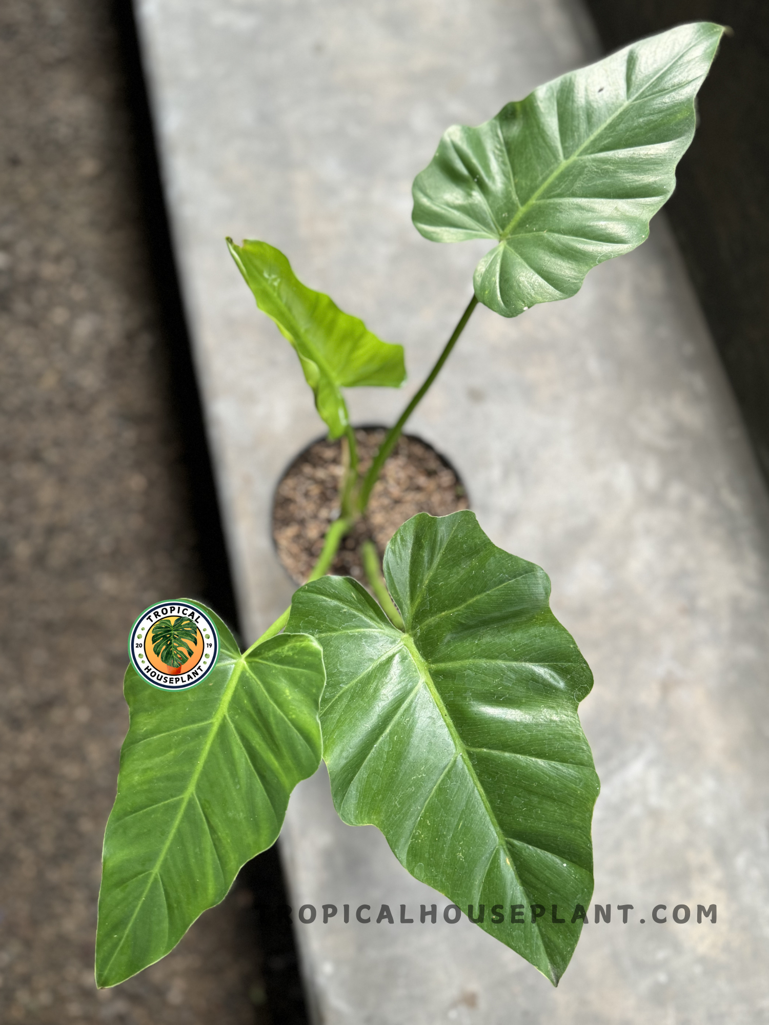 Close-up of a healthy Philodendron Undulatum with large, glossy, undulating green leaves in a pot.