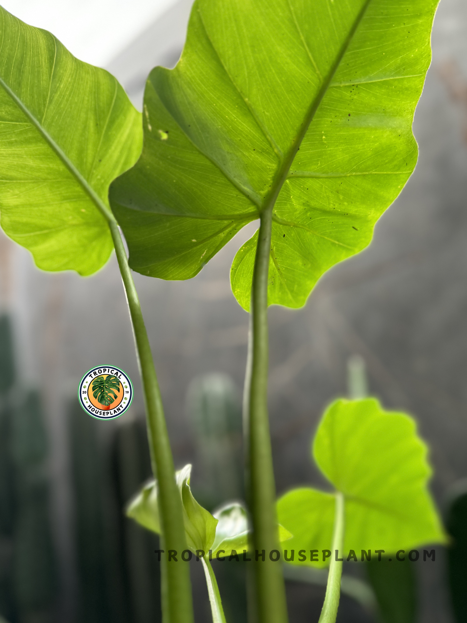A young Philodendron Undulatum with upright, wavy-edged leaves growing in indirect light.