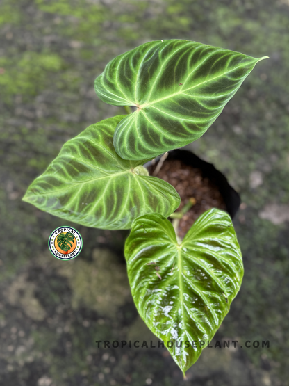 Philodendron Verrucosum with heart-shaped, velvety leaves and striking veining.