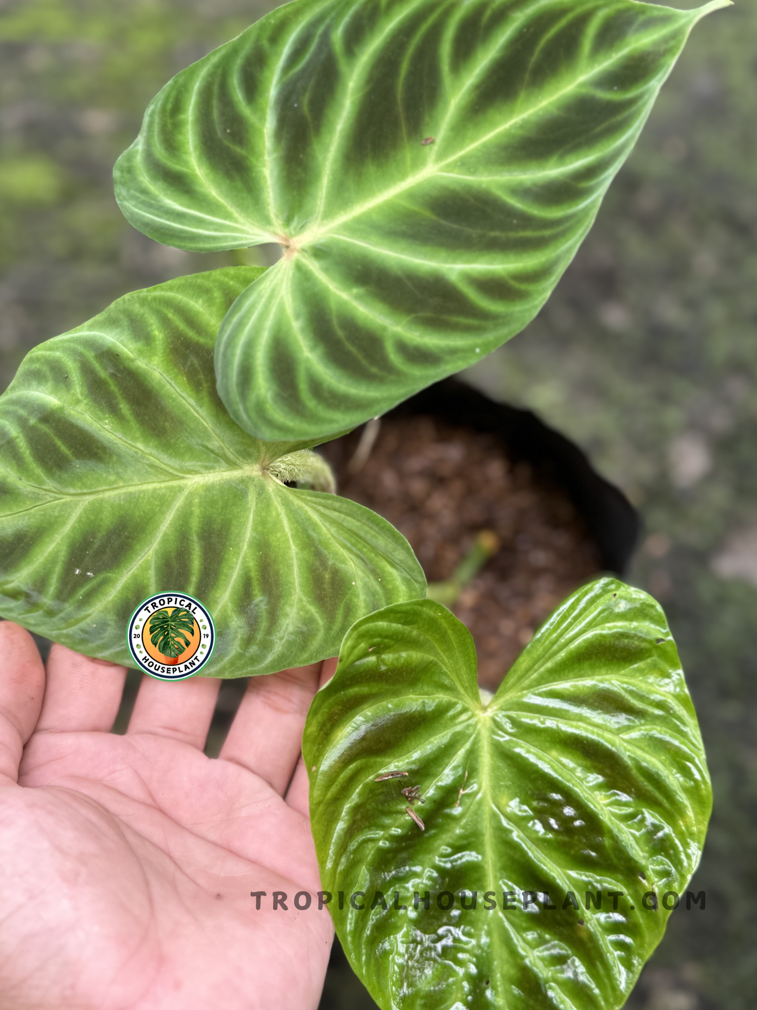 Close-up of Philodendron Verrucosum highlighting its textured veins and lush foliage.