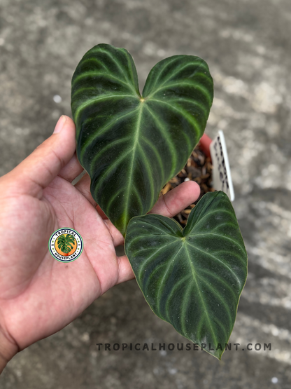 Hand holding Philodendron Verrucosum Amazon Sunset leaves with detailed vein patterns.