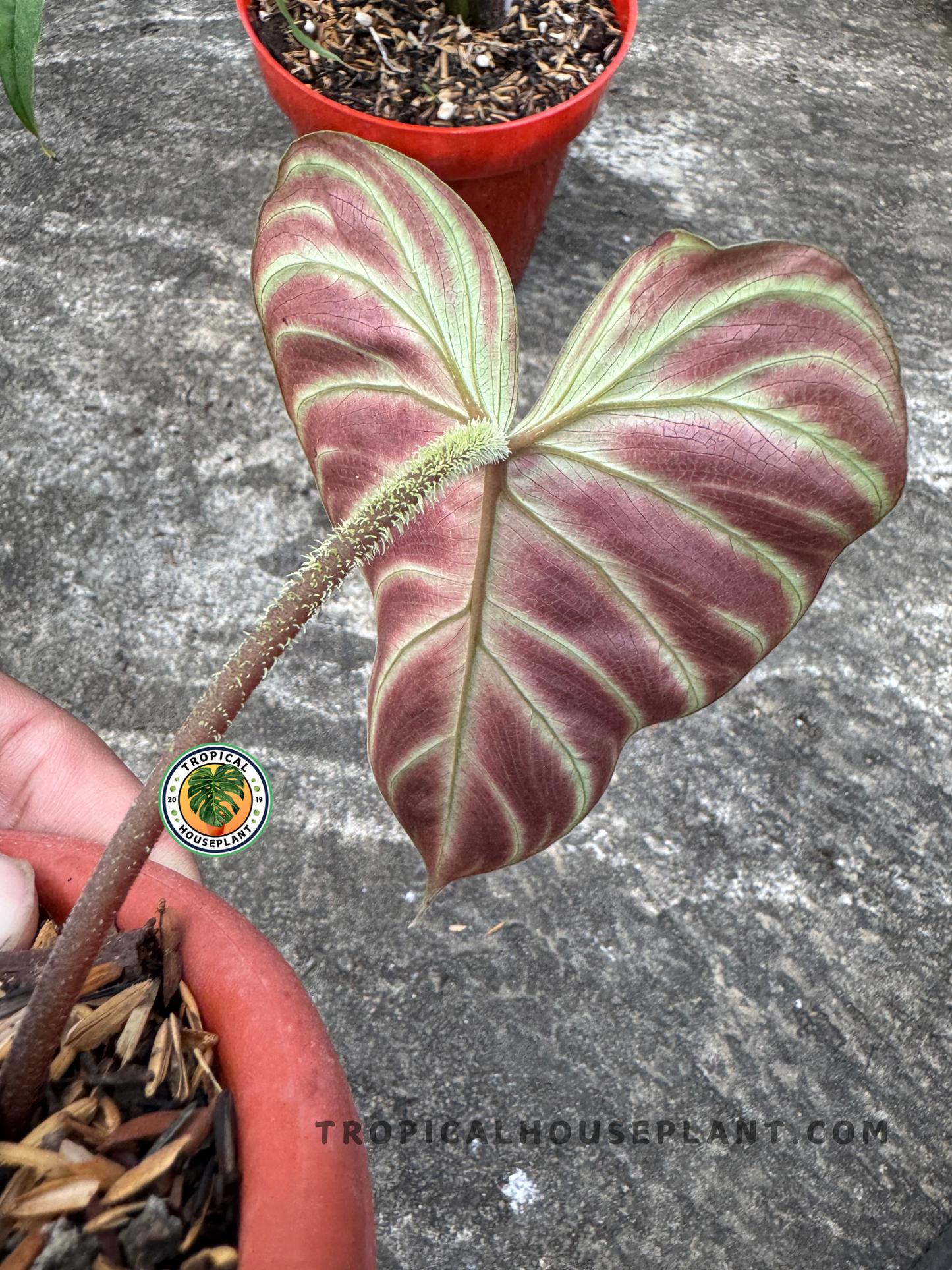 Close-up of Philodendron Verrucosum Amazon Sunset showing red leaf underside and fuzzy petiole.
