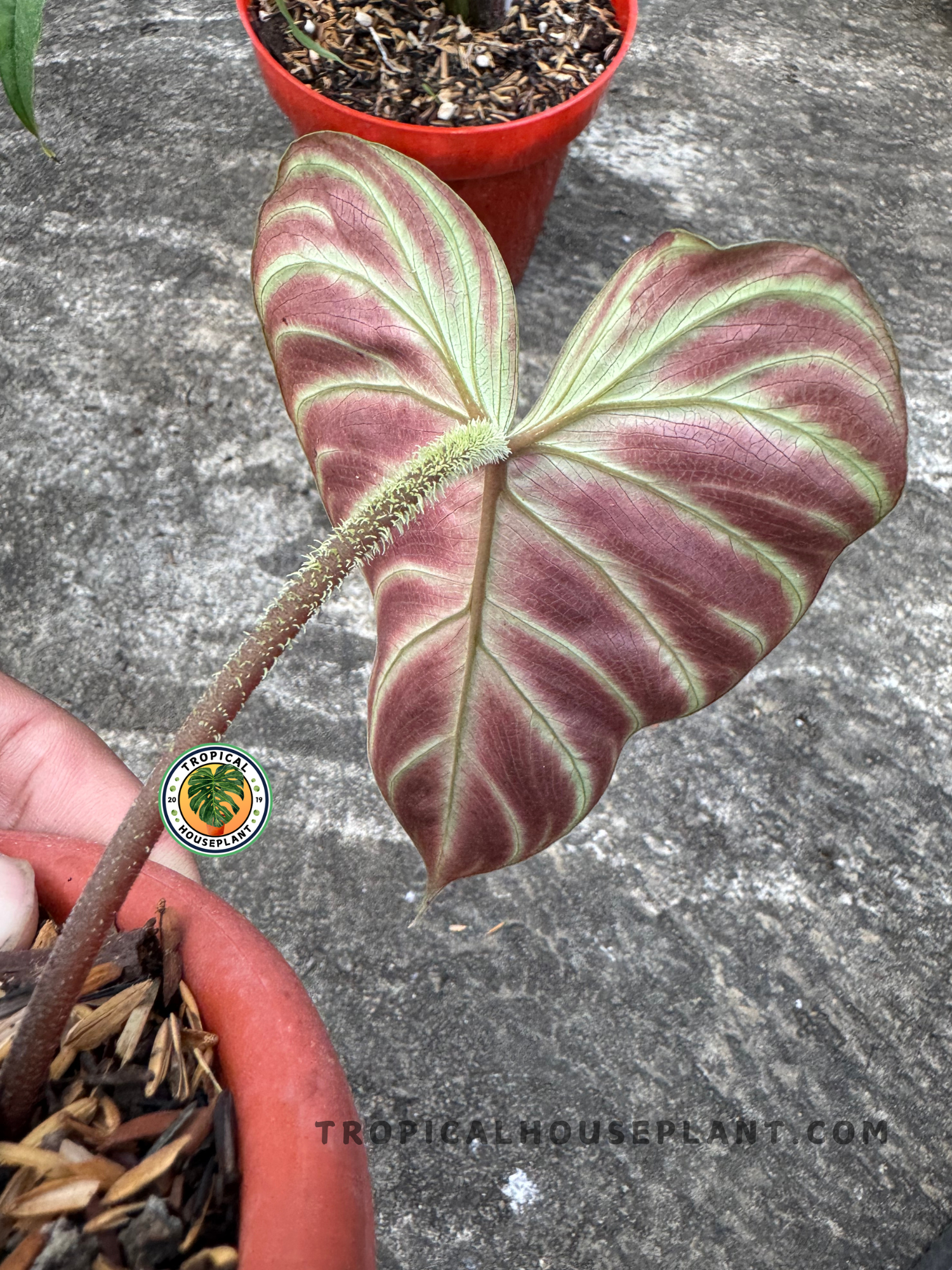 Close-up of Philodendron Verrucosum Amazon Sunset showing red leaf underside and fuzzy petiole.