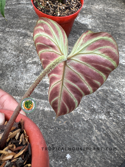 Close-up of Philodendron Verrucosum Amazon Sunset showing red leaf underside and fuzzy petiole.