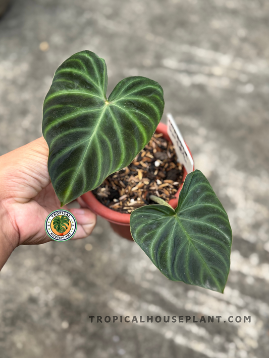 Philodendron Verrucosum Amazon Sunset with two velvety green heart-shaped leaves in a red pot.