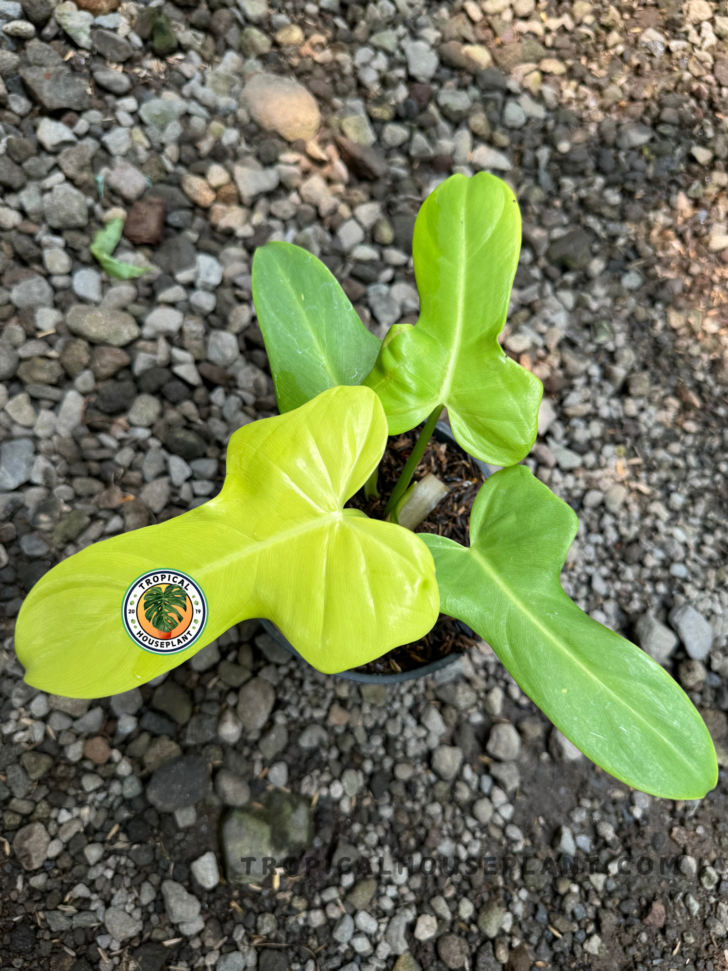 Philodendron Violin Golden with bright yellow-green violin-shaped leaves, fully rooted and ready to grow.