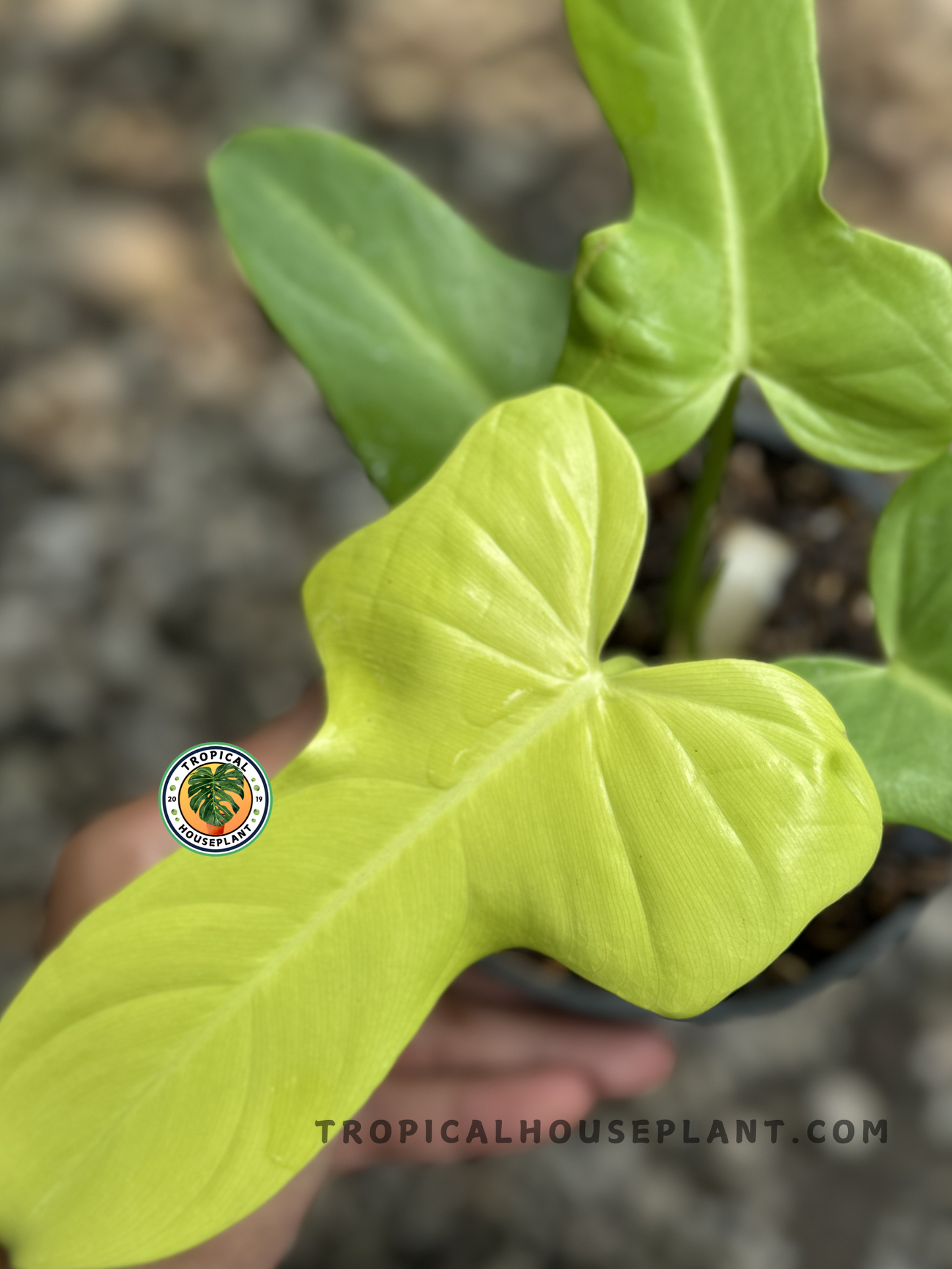 Philodendron Violin Golden plant with unique yellow-green violin-shaped leaves, shipped fully rooted.