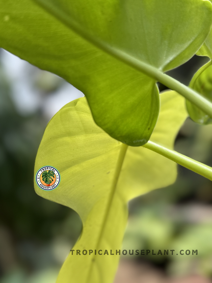 Healthy Philodendron Violin Golden showcasing vibrant yellow foliage, ideal for indoor spaces.