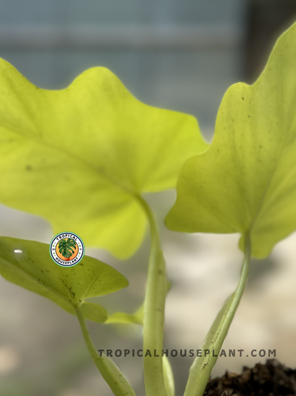 philodendron tropical gold Philodendron Warscewiczii Gold