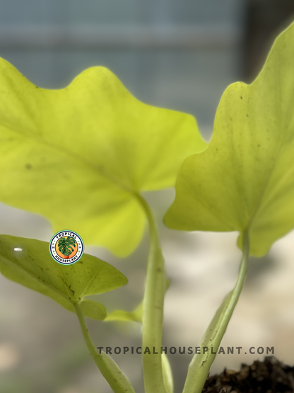 Philodendron Warscewiczii Gold, a tropical plant with radiant yellow foliage.