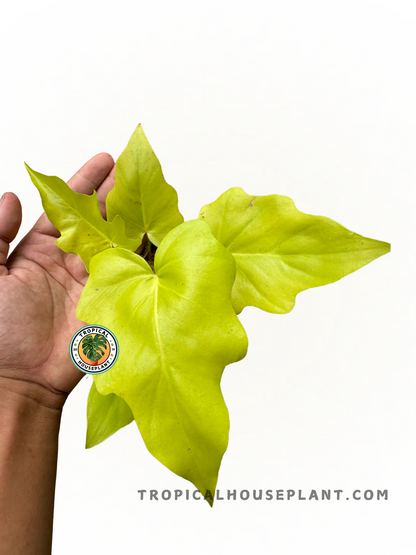 philodendron selloum gold vs warscewiczii Philodendron Warscewiczii Gold