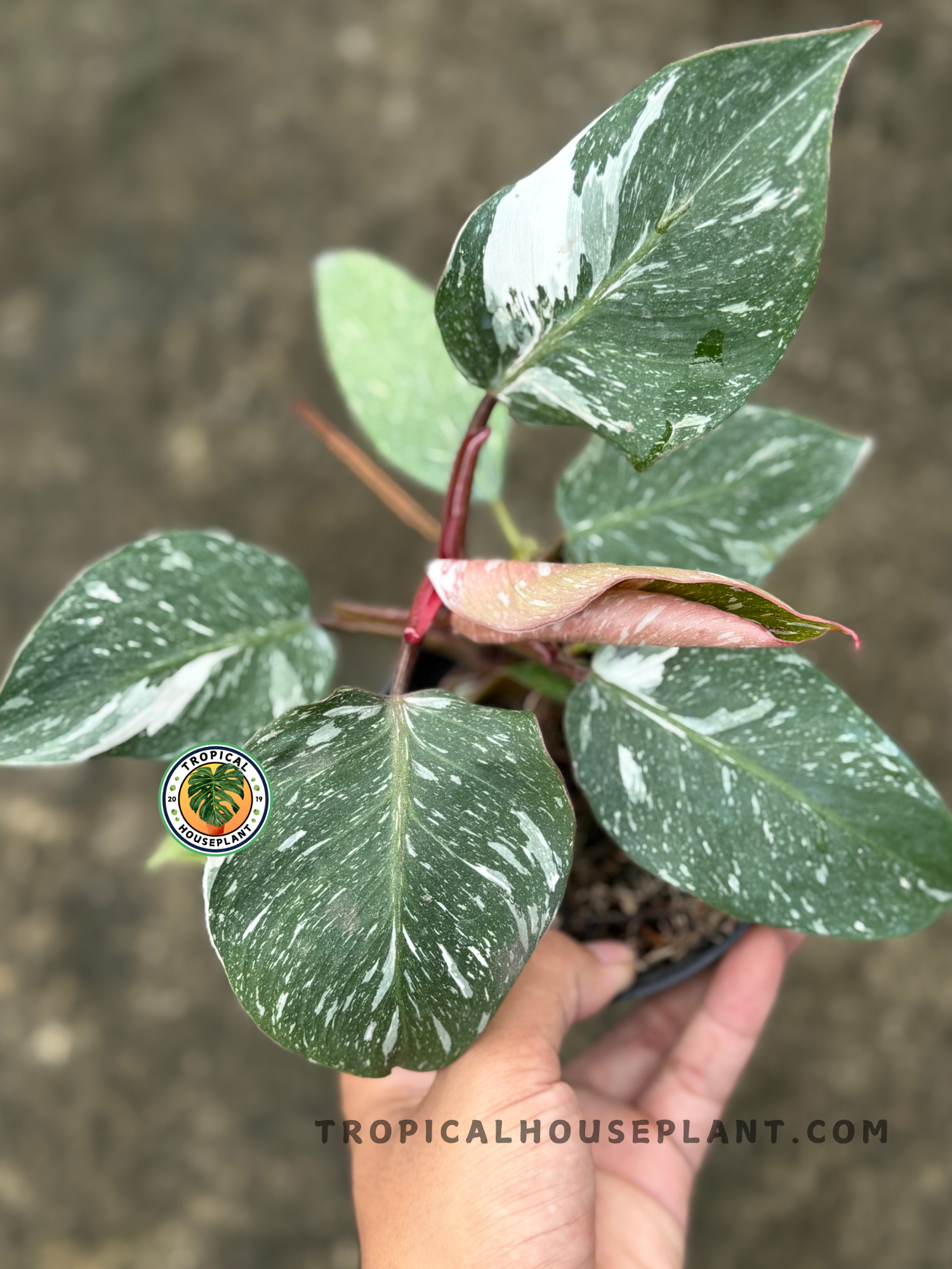 Top view of Philodendron White Knight Galaxy with broad, dark green leaves splashed with white speckles and a soft pink emerging leaf.