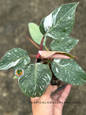Top view of Philodendron White Knight Galaxy with broad, dark green leaves splashed with white speckles and a soft pink emerging leaf.