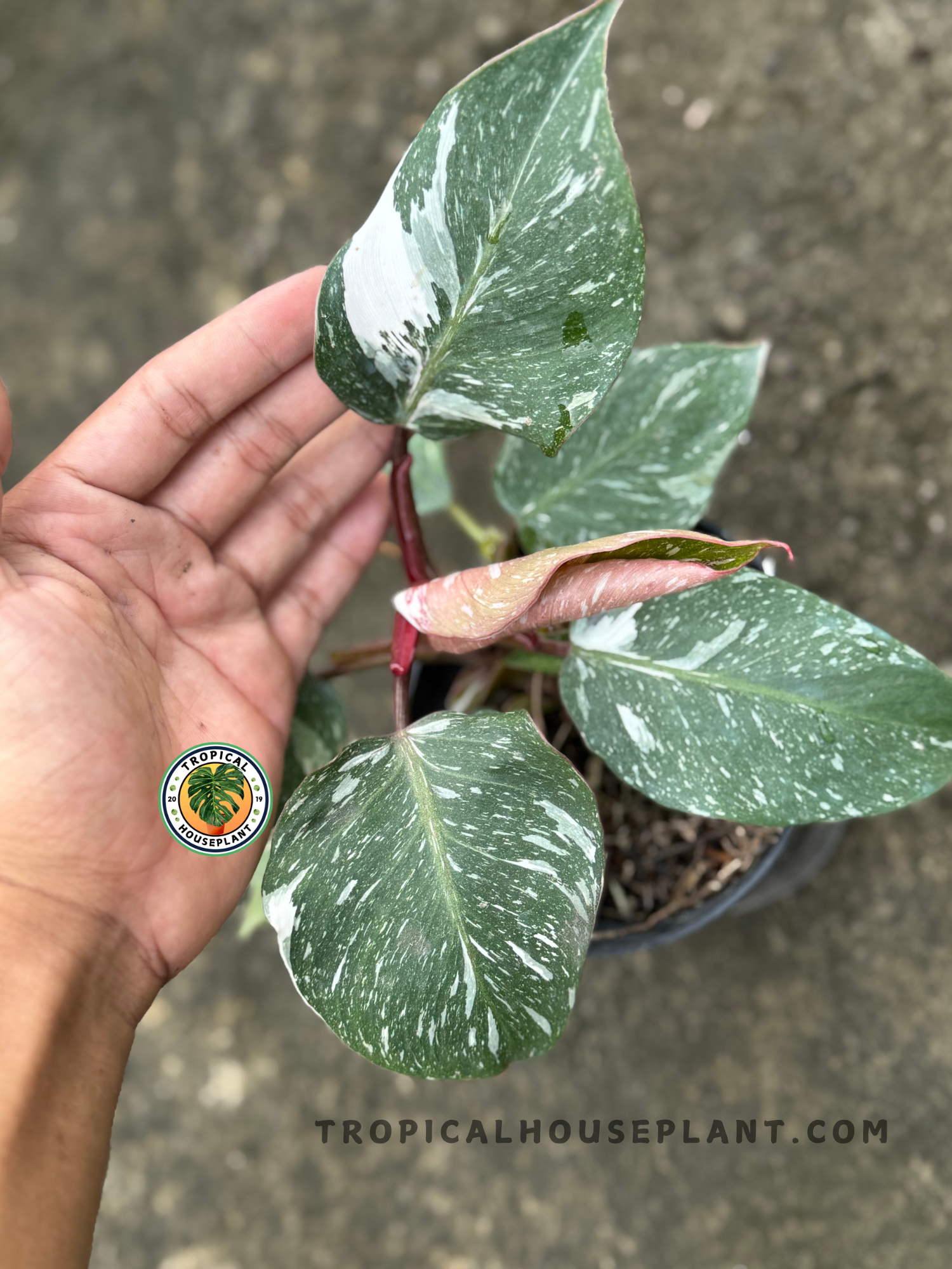 Hand holding a leaf of Philodendron White Knight Galaxy showcasing bold white variegation and maroon stem.