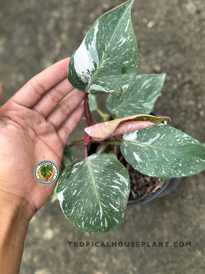 Hand holding a leaf of Philodendron White Knight Galaxy showcasing bold white variegation and maroon stem.
