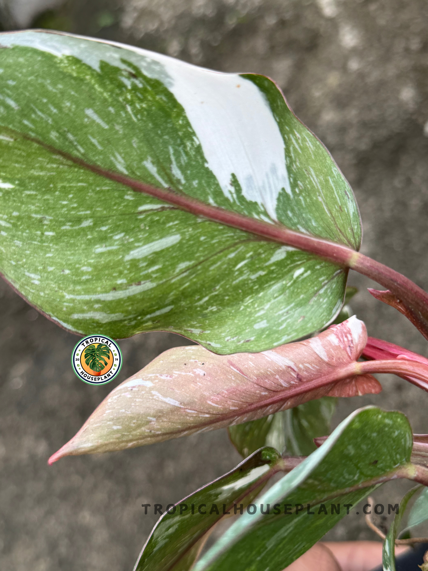 Close-up of a newly unfurling pinkish-white leaf and dark green marbled foliage of Philodendron White Knight Galaxy.