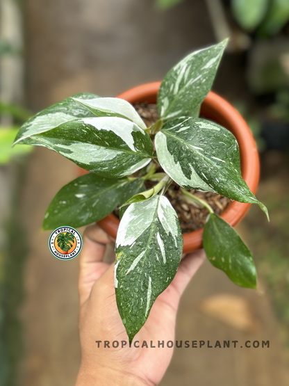 Philodendron White Princess with glossy green leaves and bold white variegation.