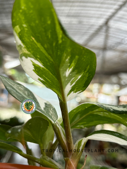 Potted Philodendron White Princess showcasing its striking white and green leaves.