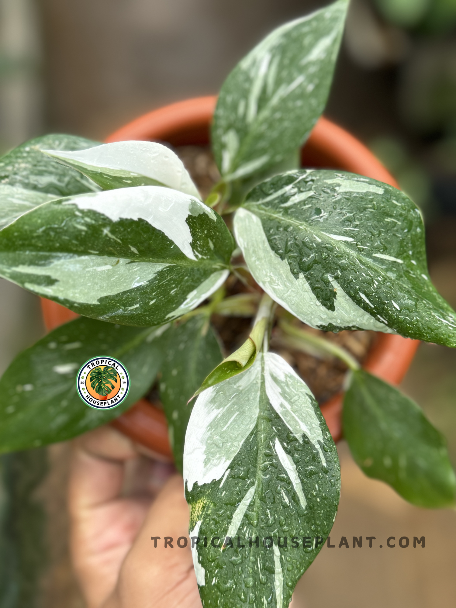 Close-up of Philodendron White Princess foliage with hints of pink on the petioles.