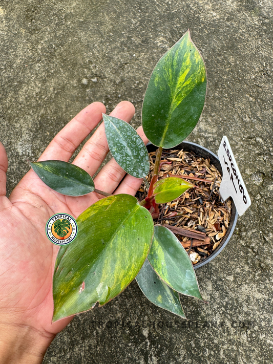 Close-up of Philodendron Yellow Congo Variegated showing deep green leaves marbled with bright yellow streaks in hand.