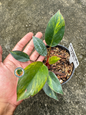 Close-up of Philodendron Yellow Congo Variegated showing deep green leaves marbled with bright yellow streaks in hand.