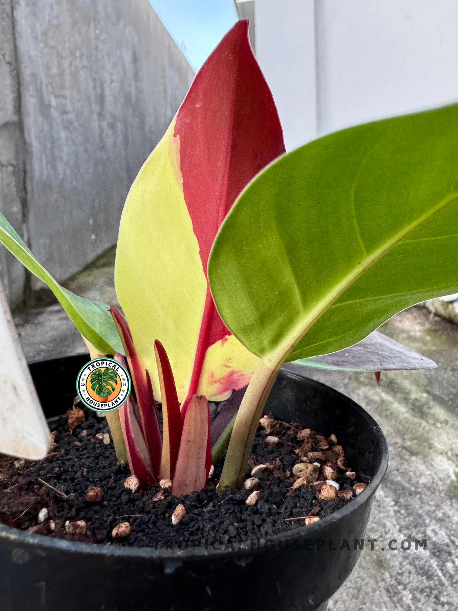 Healthy Philodendron Yellow Flame Variegated plant displaying its vibrant foliage.