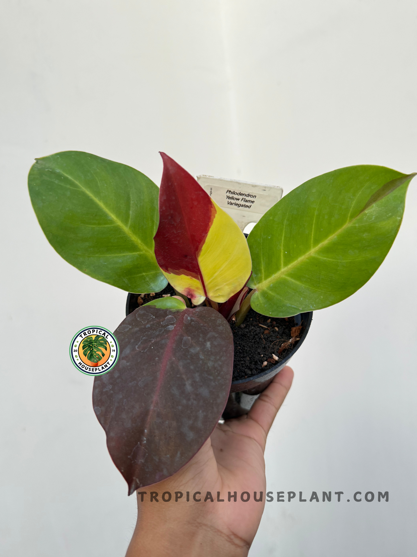 Philodendron Yellow Flame Variegated with vibrant yellow and green variegated leaves.