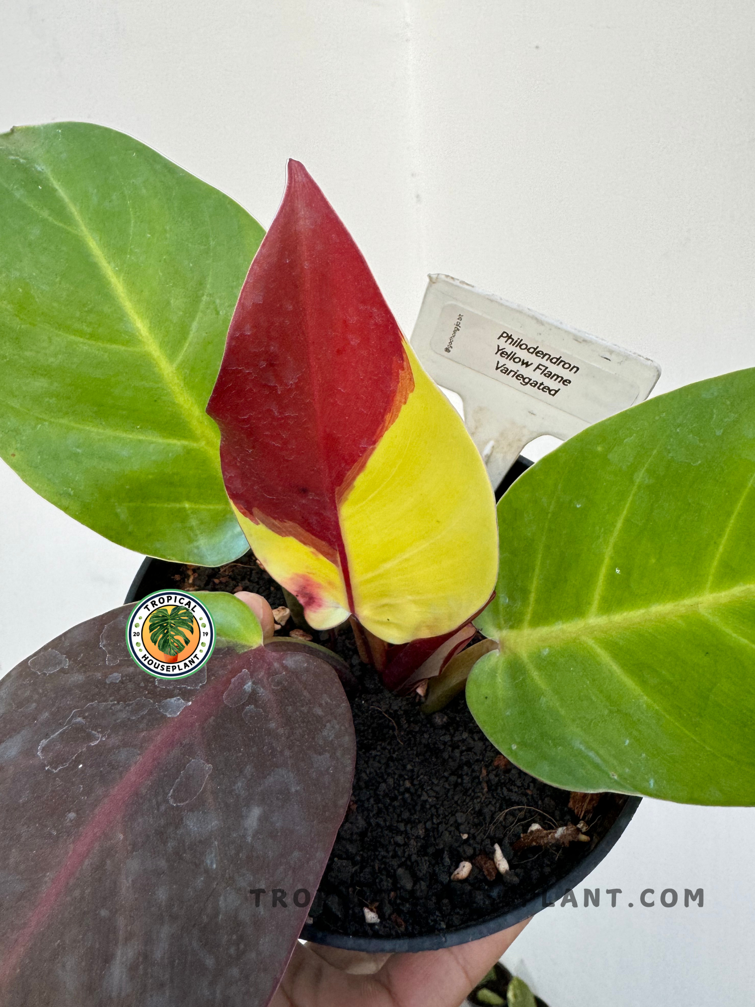 Full view of Philodendron Yellow Flame Variegated in a bright indoor setting.