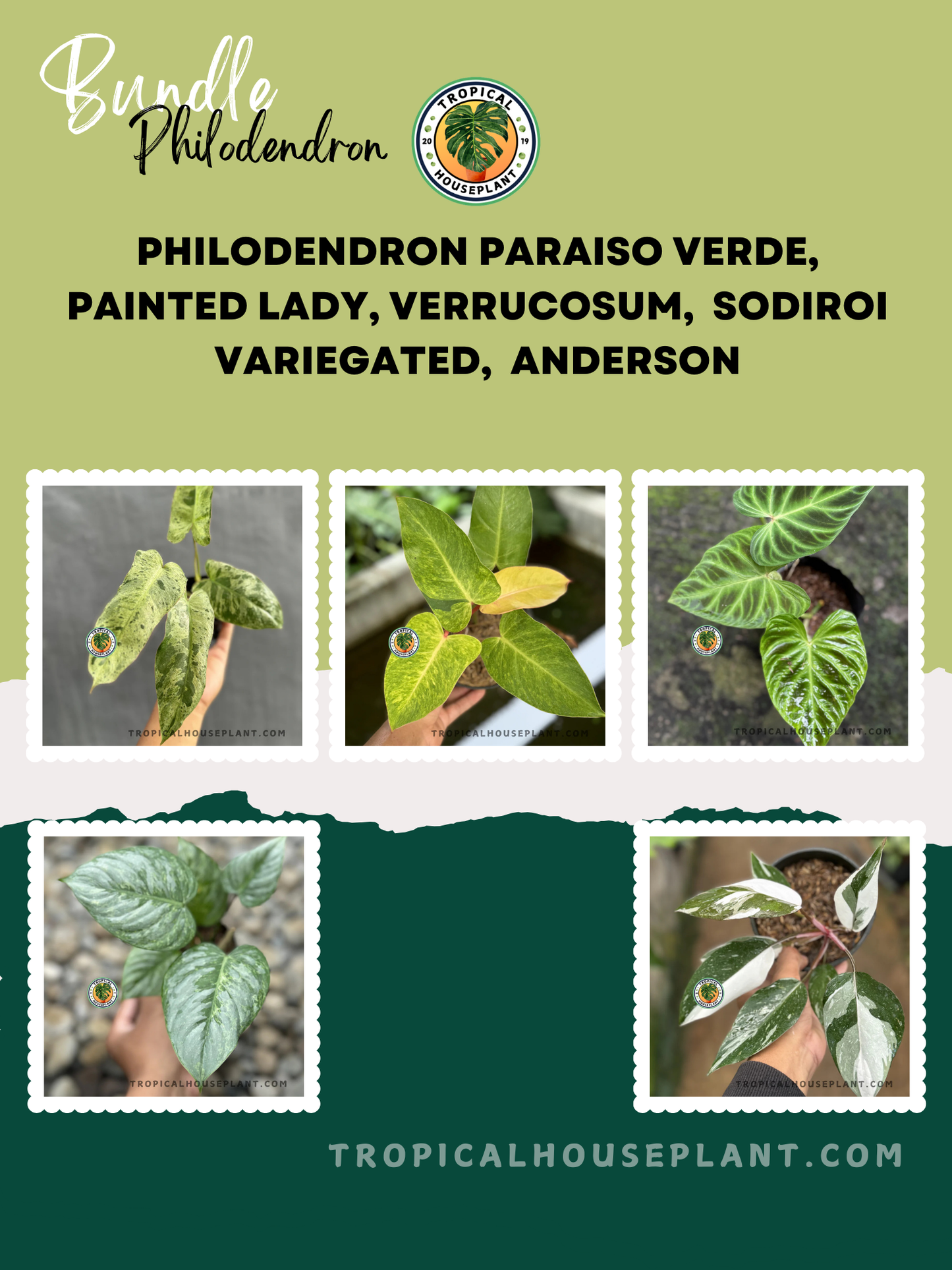 A beautifully curated Philodendron bundle featuring five unique varieties: Paraiso Verde, Painted Lady, Verrucosum, Sodiroi Variegated, and Anderson. Each plant showcases distinct leaf textures, from velvety to marbled patterns, displayed in an aesthetic layout with the Tropical Houseplant logo on a stylish background.