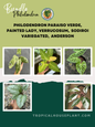 A beautifully curated Philodendron bundle featuring five unique varieties: Paraiso Verde, Painted Lady, Verrucosum, Sodiroi Variegated, and Anderson. Each plant showcases distinct leaf textures, from velvety to marbled patterns, displayed in an aesthetic layout with the Tropical Houseplant logo on a stylish background.