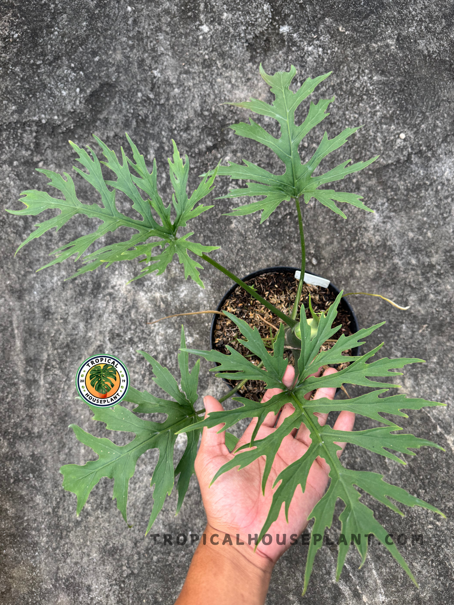 Close-up view of Philodendron warscewiczii showing deeply lobed green leaves held above a black pot.